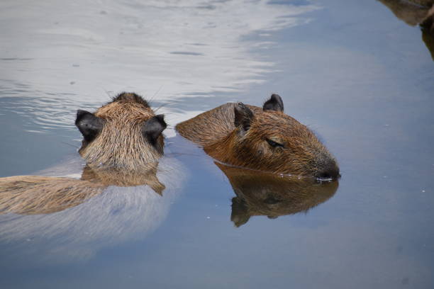istock Portrait of Capybaras 1412681179