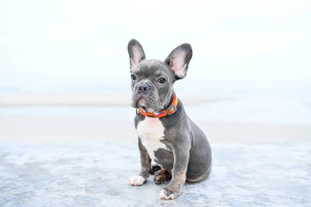 A baby french bulldog at the beach. stock photo