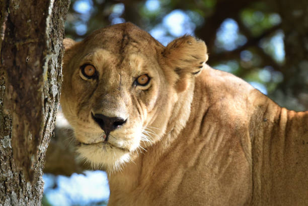 istock Lion Tanzania 1412684117