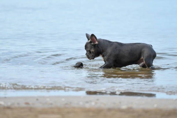 A baby french bulldog at the beach. stock photo