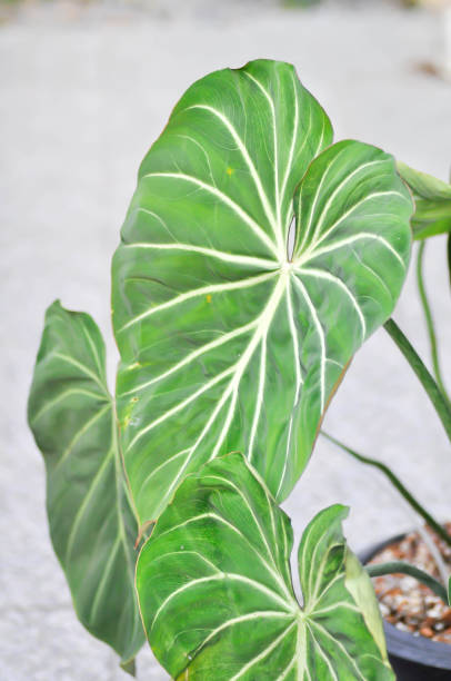istock Philodendron gloriosum, Araceaeor Philodendronor P gloriosum 1412686571