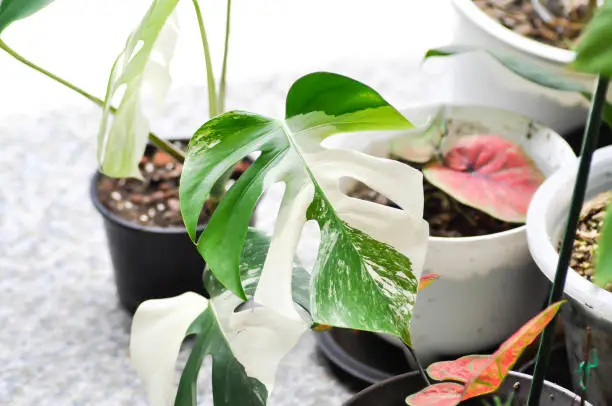 Either Plant, Monstera Or Borsigiana or Monstera Albo Variegata or Variegated Monstera Or Or Monstera Or plant