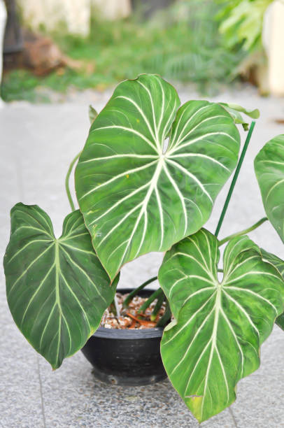 istock Philodendron gloriosum, Araceaeor Philodendronor P gloriosum 1412686573