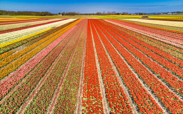 istock Flower fields in the Netherlands seen from above 1412687107