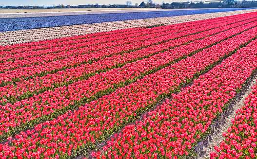 Flower fields in the Netherlands seen from above.