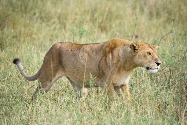 Tanzania Lion