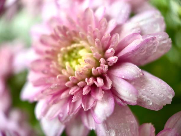 petali rosa crisantemo, fiori rosa goccioline d'acqua sfocano foglie, riflessi. - 4313 foto e immagini stock