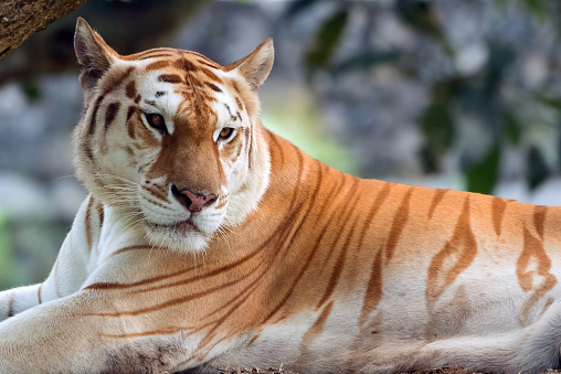 A golden tiger, sometimes called a golden tabby tiger or strawberry tiger, is a tiger with a colour variation caused by a recessive gene.