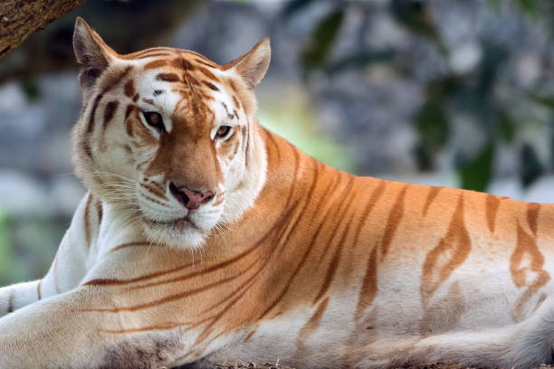 Portrait of a golden tiger stock photo