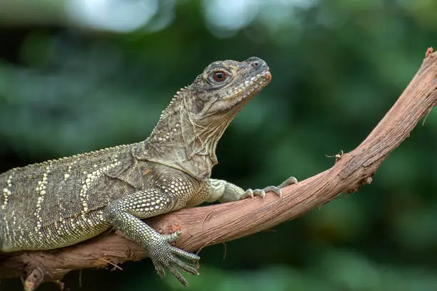Hydrosaurus, commonly known as the sailfin dragons or sailfin lizards, is a genus in the family Agamidae. These relatively large lizards are named after the sail-like structure on their tails.