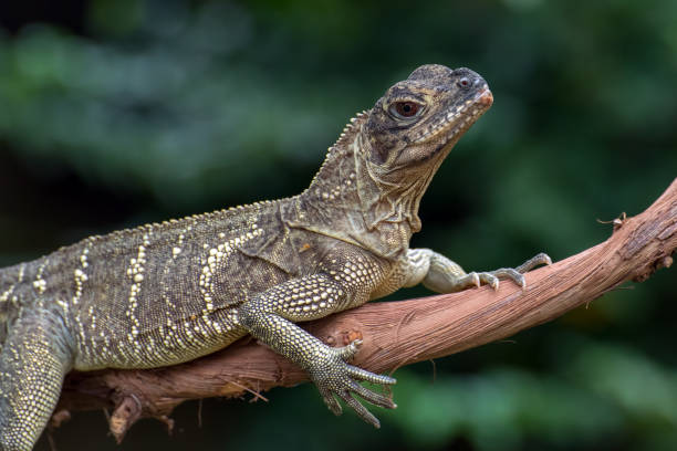 Hydrosaurus, commonly known as the sailfin dragons or sailfin lizards stock photo