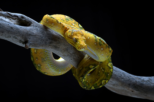 The green tree python (Morelia viridis) is a species of snake in the family Pythonidae. The species is native to New Guinea, some islands in Indonesia,