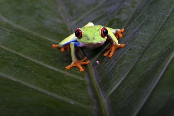 istock Red-eyed tree frog on a plant 1412690526