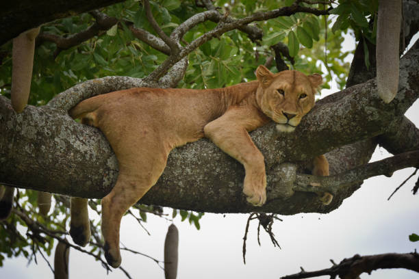 istock Lion Tanzania 1412692294