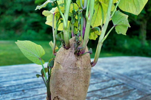 Close up of slips emerging from the Sweet Potato which are then removed from the potato and planted