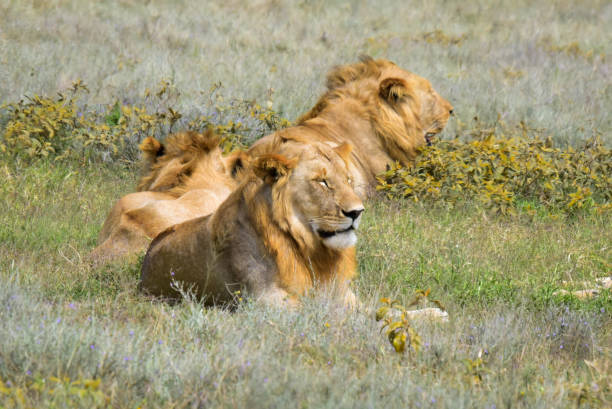 istock Lion Tanzania 1412692420