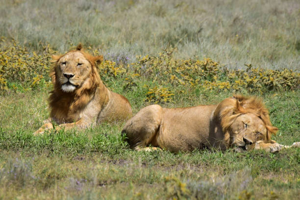istock Lion Tanzania 1412692439