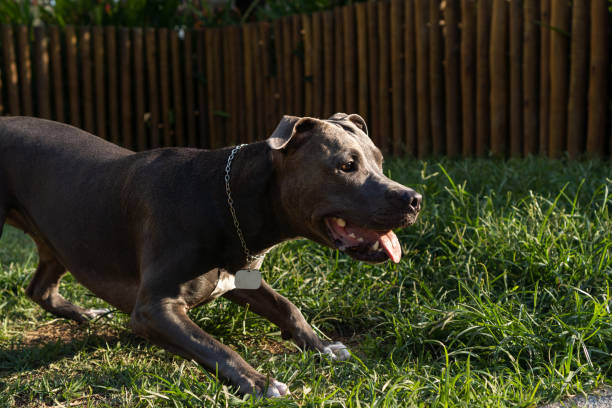 istock Blue nose Pit bull dog playing and having fun in the park at sunset. Selective focus 1412692693