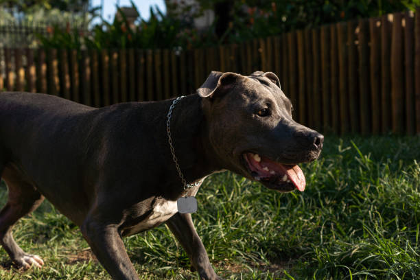 istock Blue nose Pit bull dog playing and having fun in the park at sunset. Selective focus 1412692725