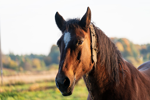 Portrait of horse in pasture at bright sunny day.