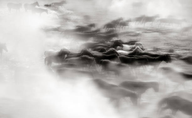 istock Herd of wild horses running on dramatic dusty nature 1412699410