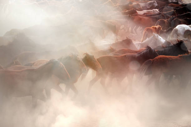 istock Herd of wild horses running on dramatic dusty nature 1412699540