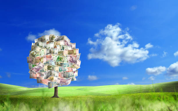 money tree of russian ruble bills on sunny and green landscape - wealth paper currency incentive money doesnt grow on trees imagens e fotografias de stock