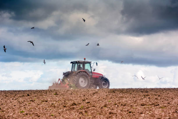 Farmer ploughing his fields to the delight of seagulls Farmer at work in the fields with a disc plough in autumn field stubble stock pictures, royalty-free photos & images