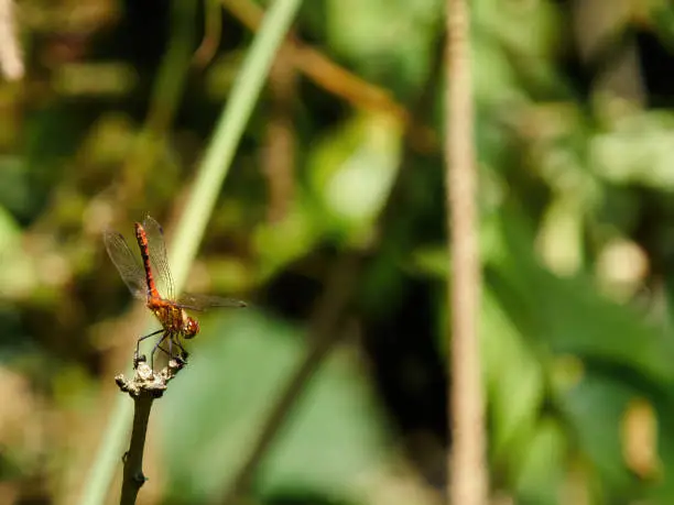 A red-veined darter dragonfly (Sympetrum fonscolombii ) in bright sunlight, poised on the tip of a plant stem, about to launch into the air and take flight.