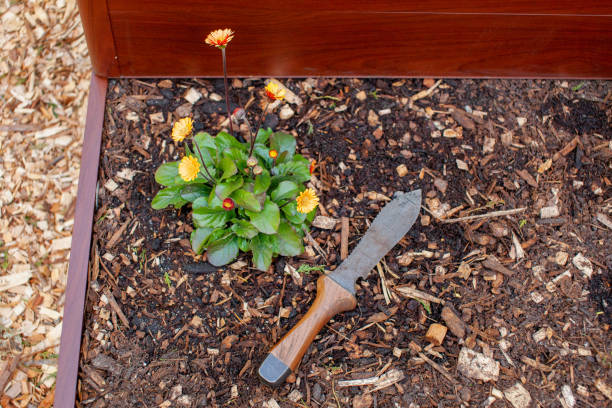 Planting flowers into a raised garden bed with the help of a Hori Hori stock photo