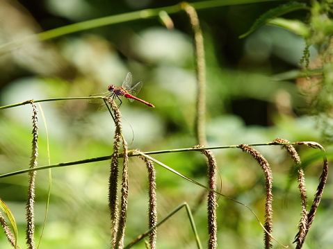 A red-veined darter (Sympetrum fonscolombii) perched on a stem of feathery grass in strong, hot sunshine, ahead of a de-focused woodland background.
