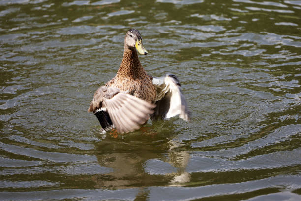 Female duck on a lake in summer