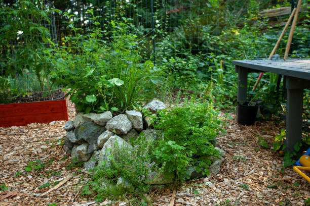 ハーブスパイラル - oregano herb garden herb gardens ストックフォトと画像