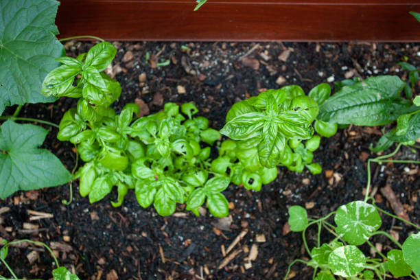 Pest Damage on Basil Leaves Basil planted in a raised garden bed with obvious slug and pest damage to the foliage. basil stock pictures, royalty-free photos & images