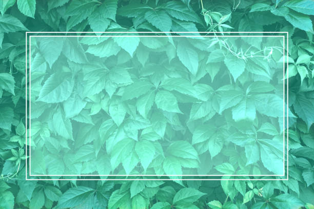 Minimalistic creative background made of grape leaves with double lined rectangle frame for text. Natural layout with copy space.