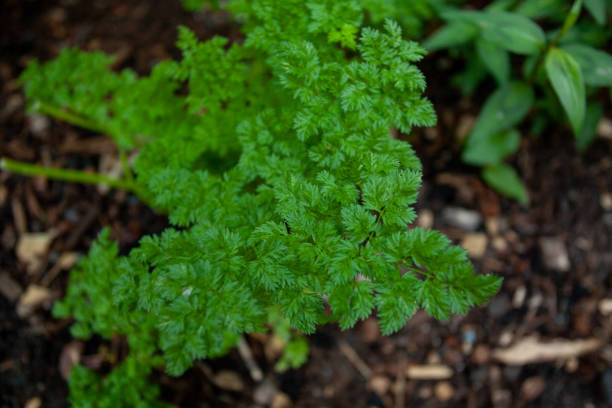 Chervil growing in a garden stock photo