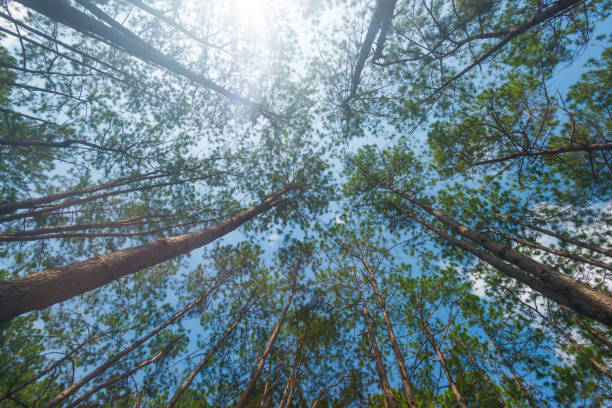 istock Pine trees in the forest , their branches against a blue sky, a perspective view from the bottom up.On Thung Salaeng Luang, Thailand.for nature study, to make nature background. 1412706163