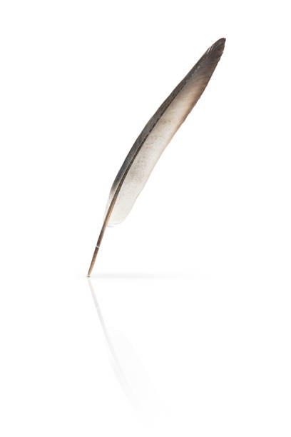 pigeon feather isolated on white