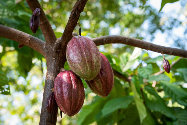 istock A big bunch of colorful cocoa pods 1412706437