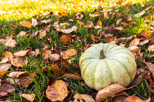 Autumnal Background. Autumn fall pumpkin on dried fall leaves garden background outdoor. October september wallpaper Change of seasons ripe organic food concept Halloween party Thanksgiving day