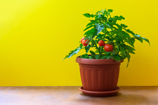 Balcony tomato on a wooden table and bright yellow background