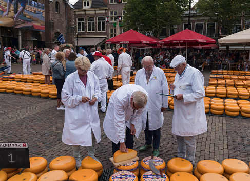alkmaar,holland,26-07-2022:Testers tasting the quality of the Gouda cheese at the Alkmaar Cheese Market in the Netherlands. This large 400-year old cheese market located on the Waagplein (weighing square) is one of the countrys most popular tourist attractions.