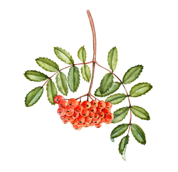 watercolor drawing branch of rowan tree watercolor drawing branch of rowan tree, mountain-ash with green leaves and red and orange berries, hand drawn illustration rowanberry stock illustrations