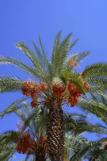 istock Date palms with ripe fruits 1412708175