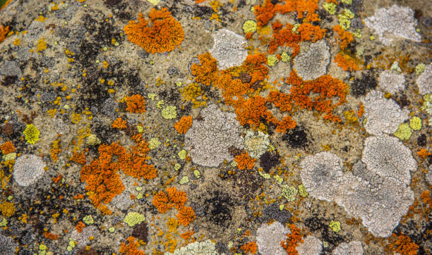 Stone with colorful lichens. Beautiful natural texture with colorful mosses and lichens stock photo