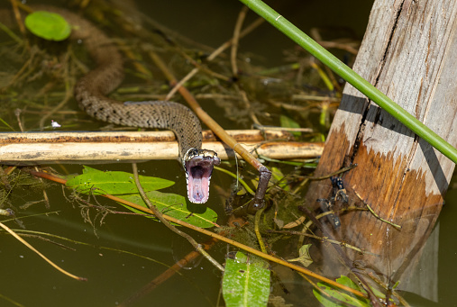Hissing grass snake (Natrix natrix), swimming in a pond.