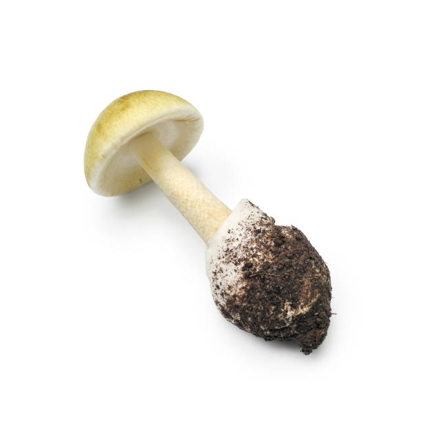 흰색에 고립 된 데스 캡 버섯 - 알광대버섯 뉴스 사진 이미지