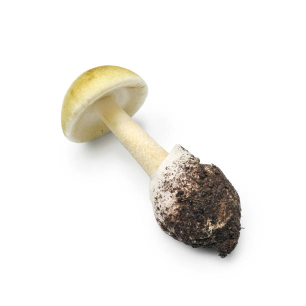 Death cap mushroom isolated on white