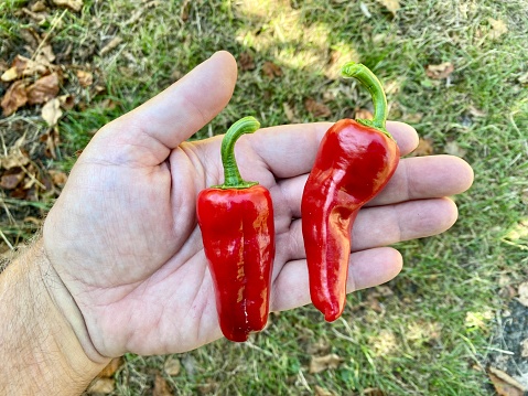 Ripe turkish red chili pepper and chili pimientos de padron in a human hand.