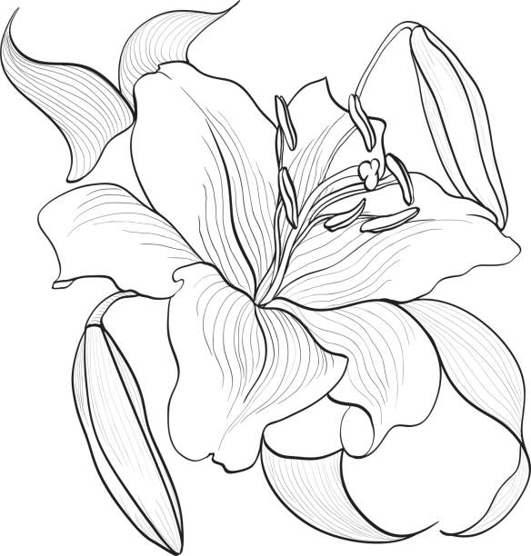 istock Vector Lily flower, buds and leaves. Floral digital art. Summer garden flowers. Use printed materials, signs, items, websites, maps. 1412710259